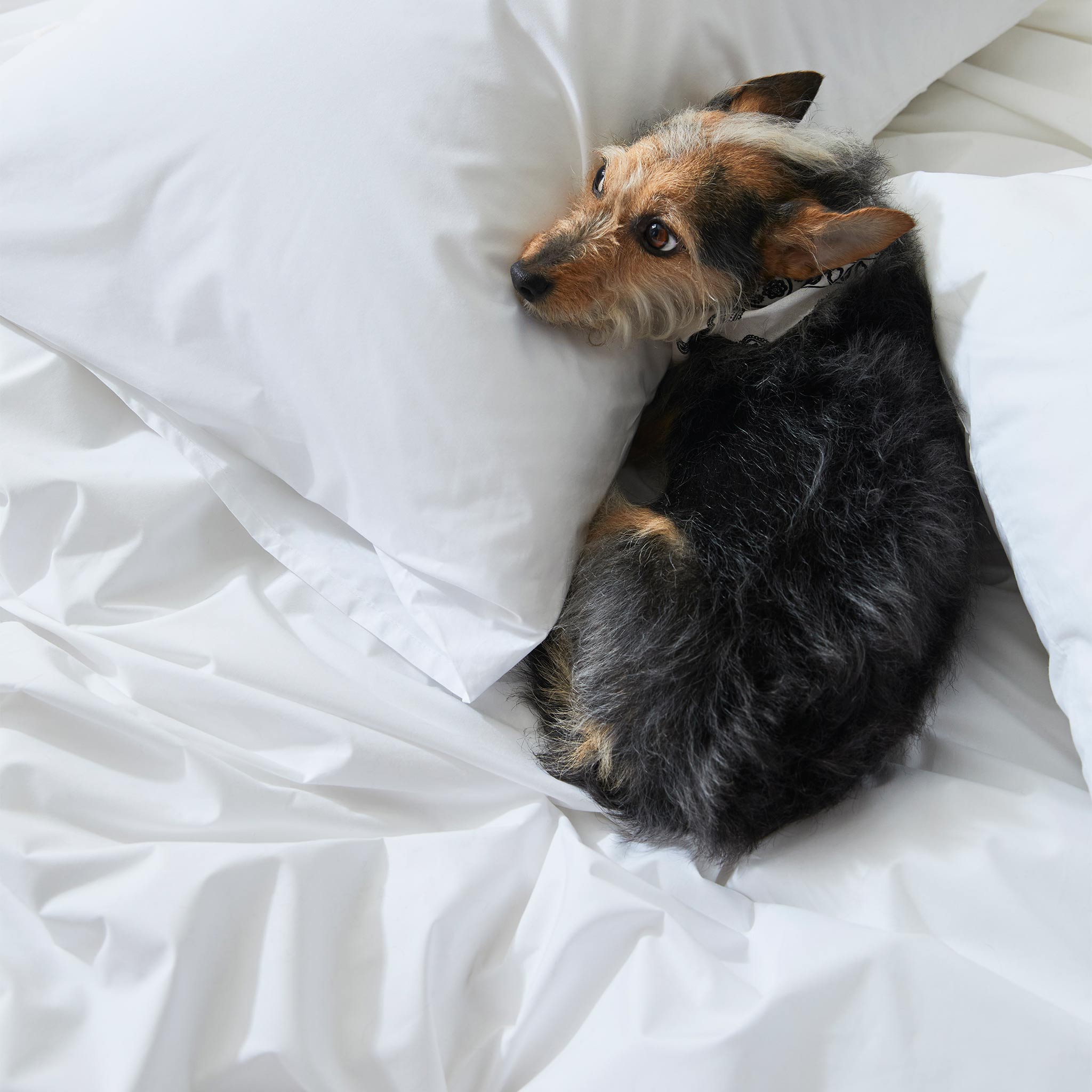 Classic Percale Core Sheet Set I6