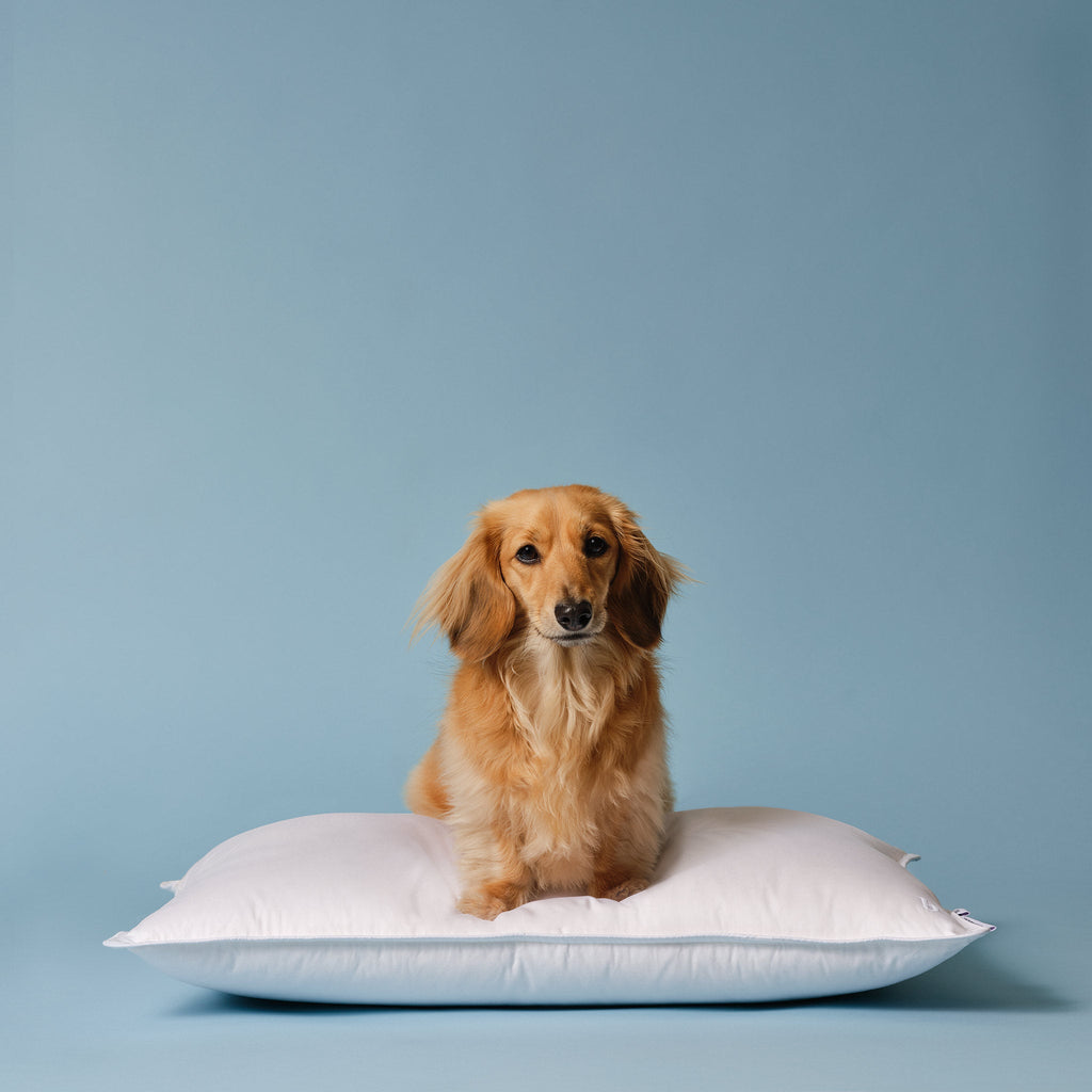 Down Pillow F3