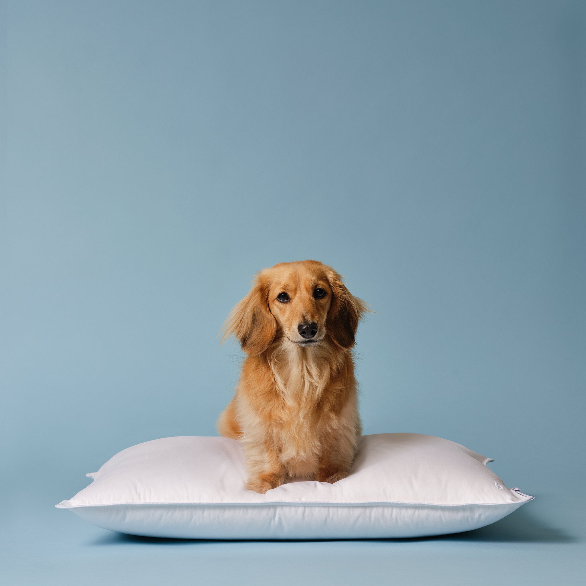 Down Pillow F3