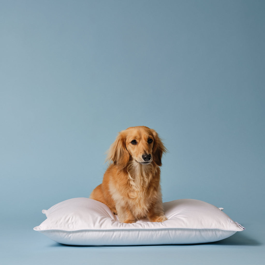Down Pillow F3