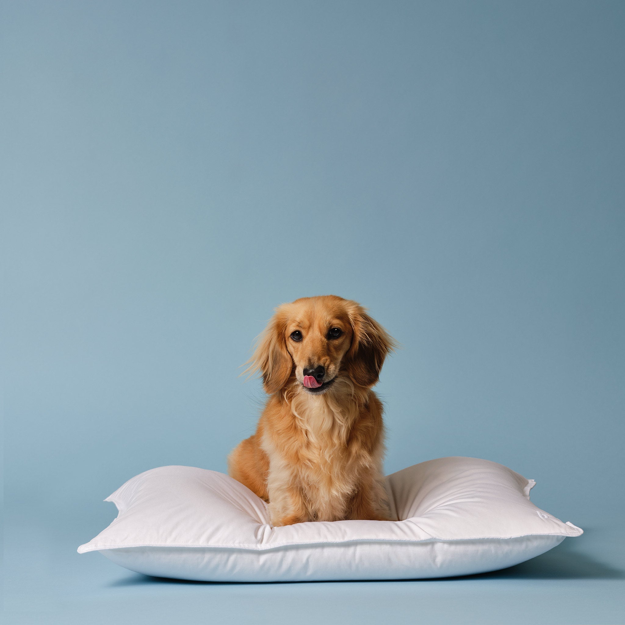 Down Pillow F3